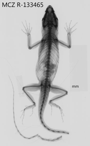 Media type: image;   Herpetology R-133465 Aspect: dorsoventral x-ray